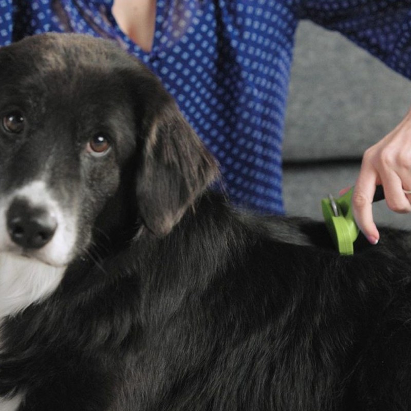 FURminator Cepillo Deslanador muda de pelo Perros Pequeños Pelo Largo