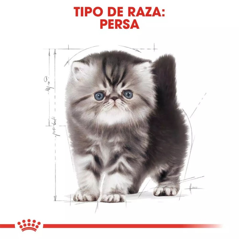 Alimento Royal Canin FBN para Gatitos Persa 10Kg