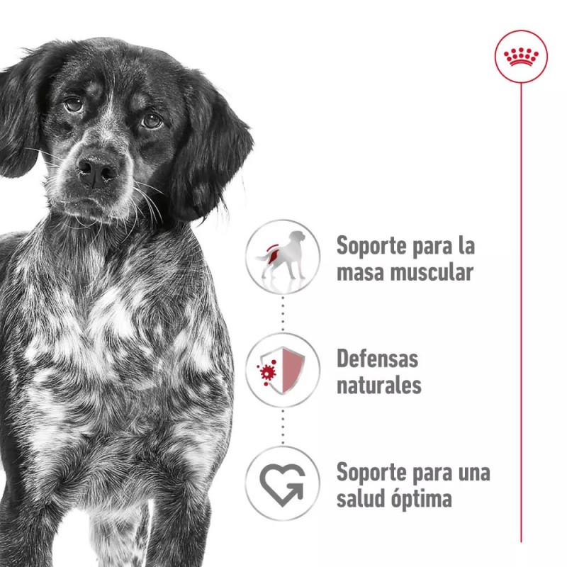 Salsa Royal Canin SHN para Perros Medianos Adultos 10x140gr