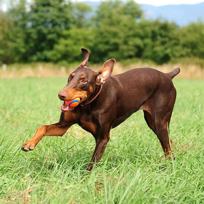 Chuckit! Juguete Ultra Ball 1-Pack Medium Pelota para Perros