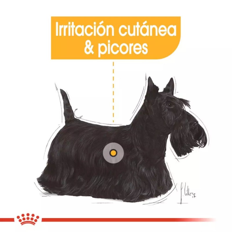 Paté Royal Canin CCN Dermacomfort Perro Piel Sensible 12x85gr