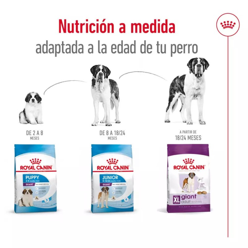 Alimento Royal Canin SHN para Perros Gigantes Adulto 15Kg