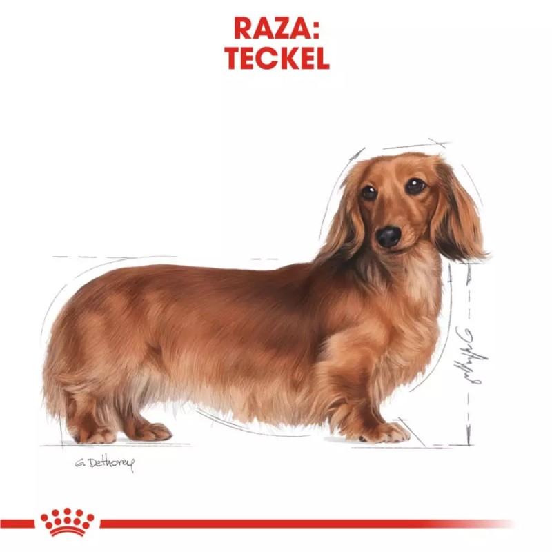 Alimento Royal Canin BHN Para Perros Dachshund Adulto 1.5Kg