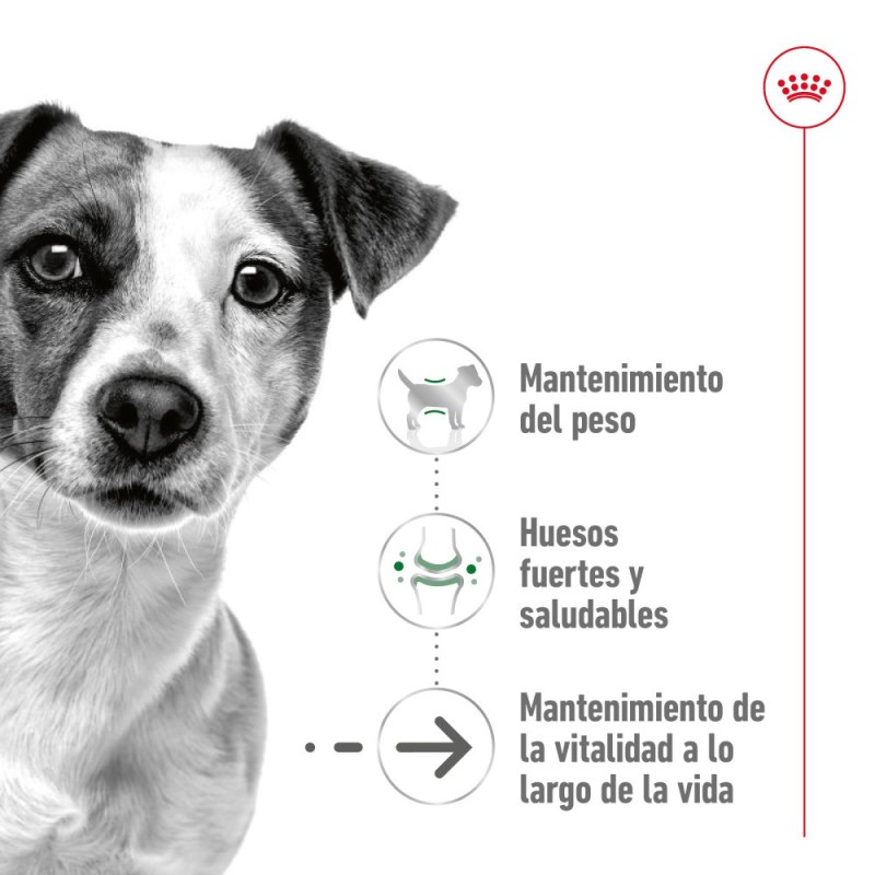 Alimento Royal Canin SHN Perros Mini Adulto +12 años 3.5Kg