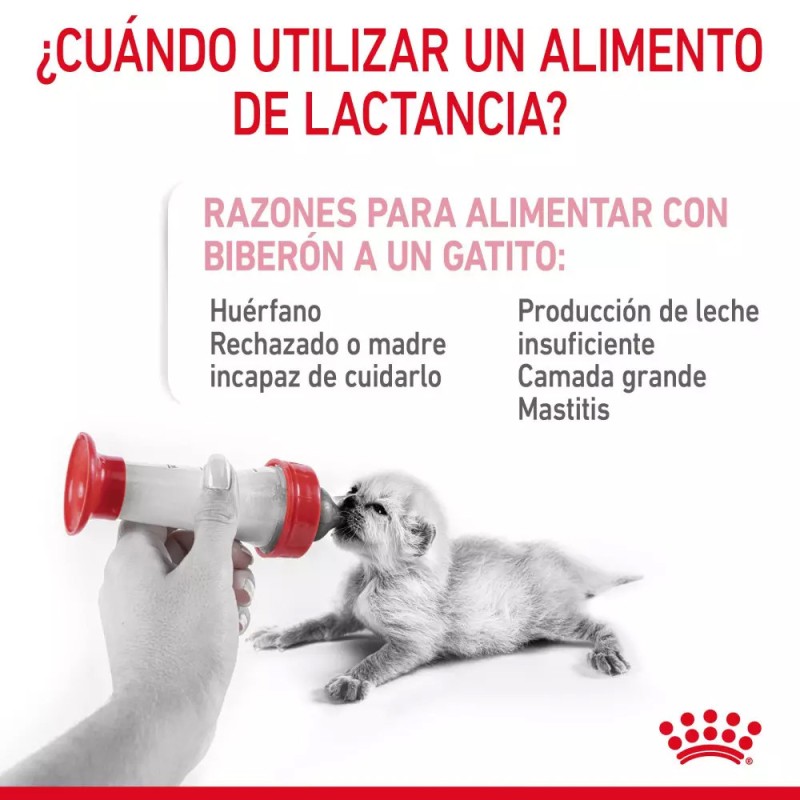 Leche para Gatitos Royal Canin 300g | Sustituto Lácteo | Patmo Pet