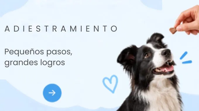 Accesorios para gatos