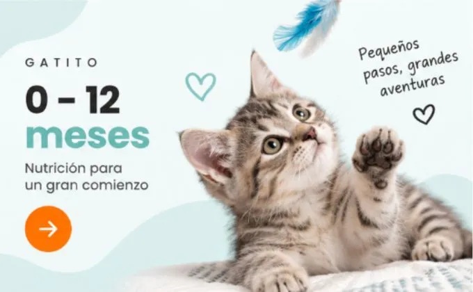 Gatito 0 – 12 meses – Leche y alimento kitten